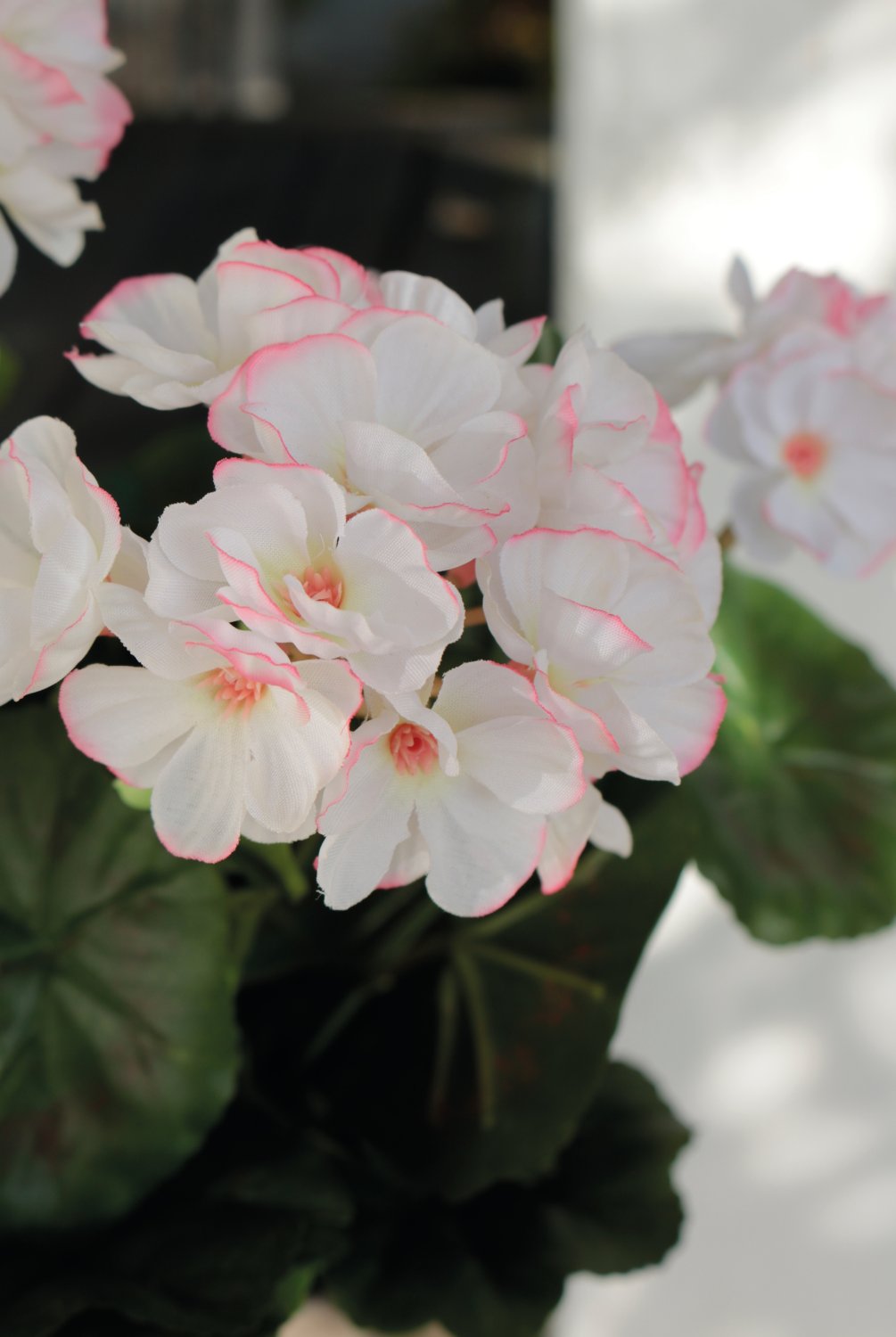 9716 705 a3 Герань шелковая, горшечная, 33 см, бело-розовая H-andreas  - Вид №3