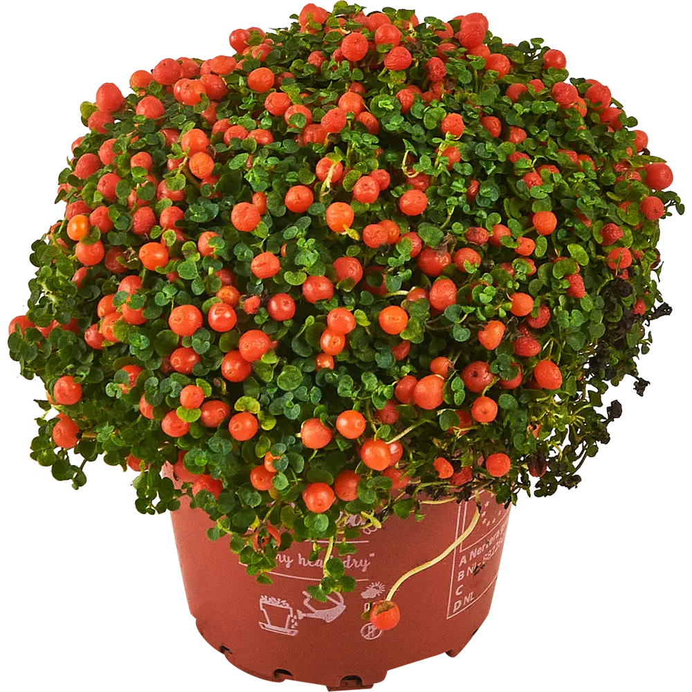 Santreyd Нертера Гранадензис Астрид - живой ковер с алыми ягодами 87819689