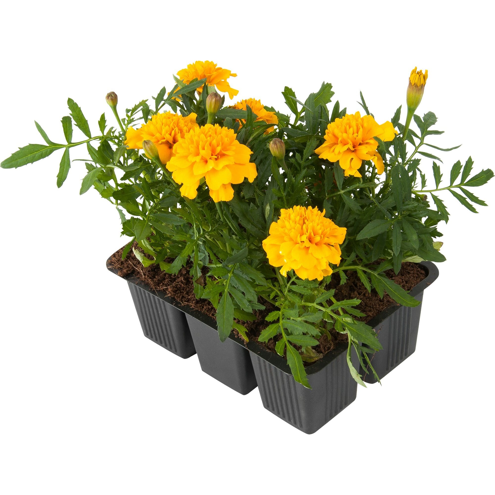 83248309 Рассада Тагетес мелкоцветковый h15 см, 6 шт Santreyd  - Вид №3