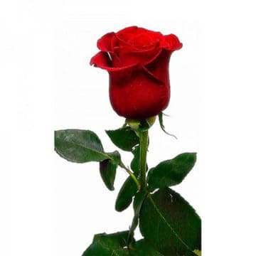 Роза Фридом 60 см Santreyd 25709 - Вид №1