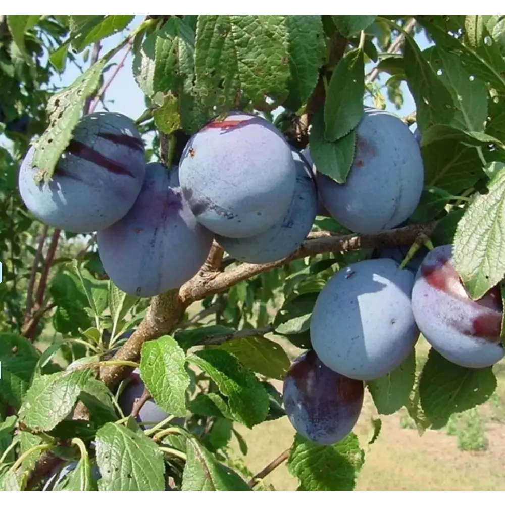 Слива Заречная ранняя в тубе 82539570 STLM-2125936 BOTANIC COLLECTION  - Вид №1
