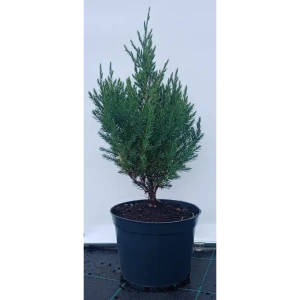 Можжевельник китайский Стрикта ø19 см h40-60 см 85088121 STLM-2072590
