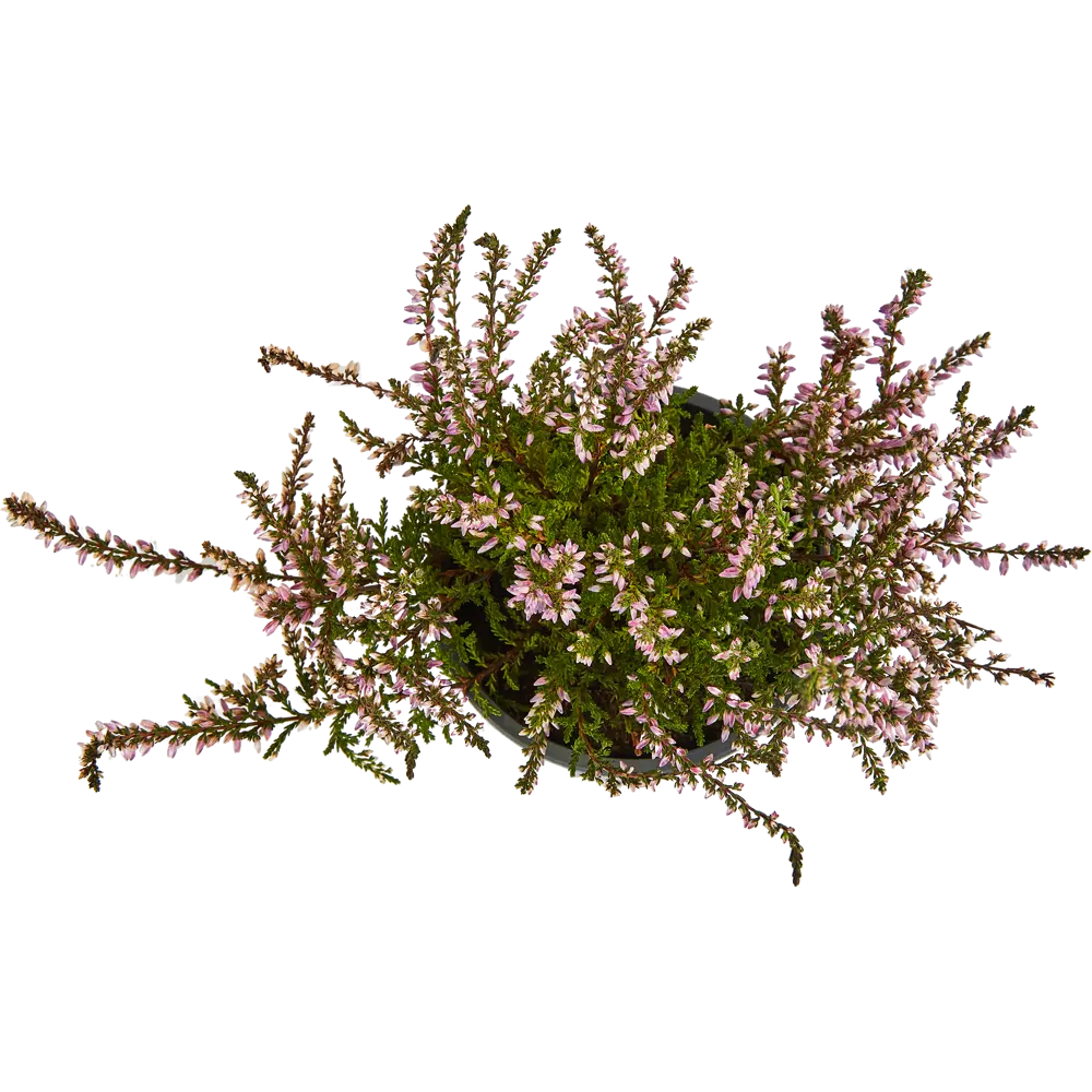 Santreyd Вереск Ред — компактный кустарник с коралловым цветением 89050485 STLM-0954070 - Вид №1