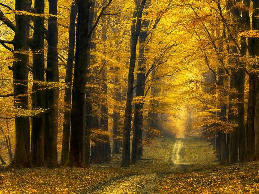 Architects Paper Обои с цифровой печатью с пейзажами Ap digital iv 109250 - Вид №1