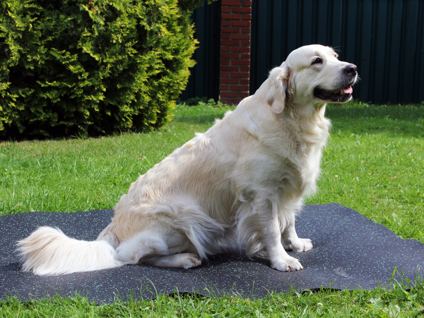 20.12.4.ABD.Bg Лежанка для животных в вольере Alegria big dog  - Вид №3