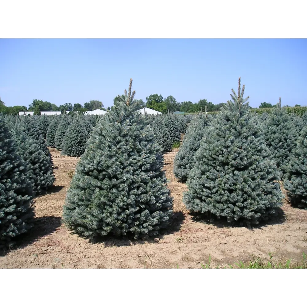 Ель колючая Фат Альберт ø22 h65 см PLANTMARKET STLM-2030947