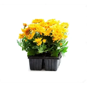 Хризантема в кассете, 6 шт. 82585303 STLM-2212346