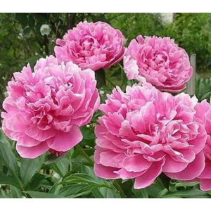 Пион Александр Флеминг 1 шт. 83628541 STLM-2001238
