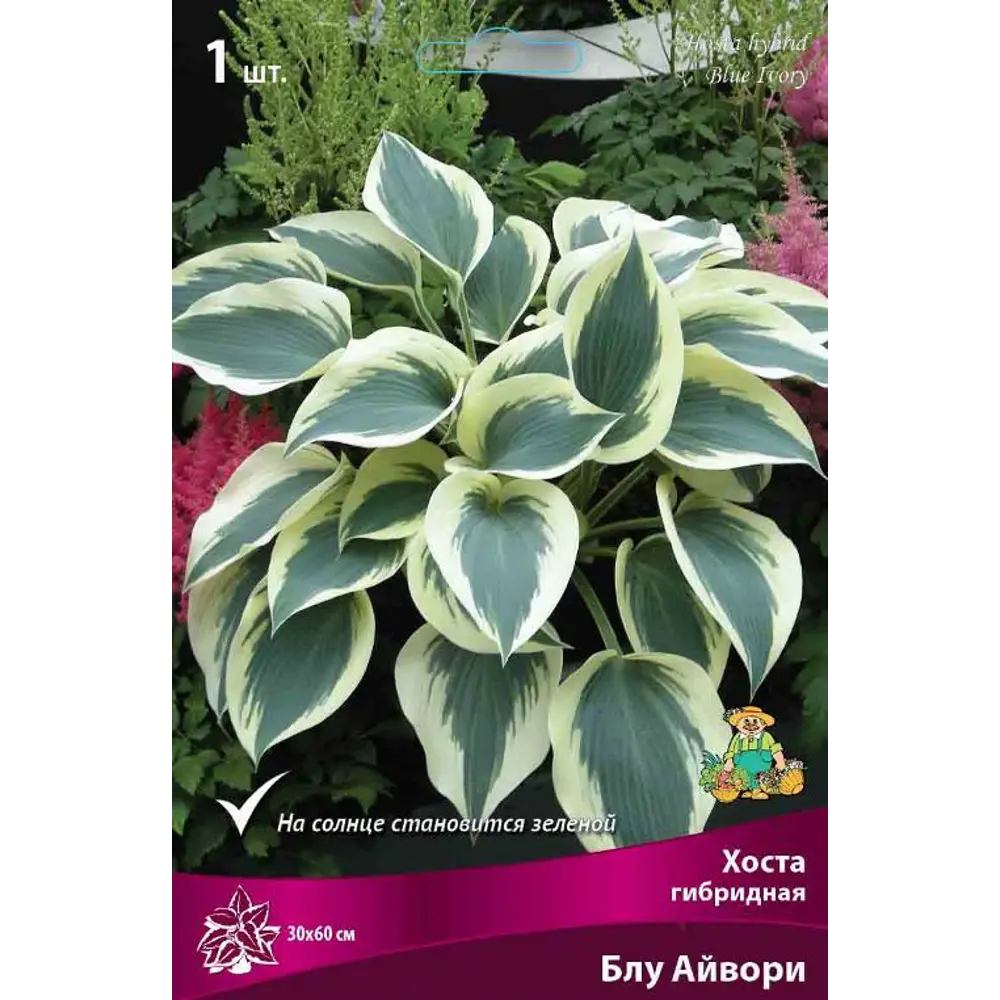 Хоста гибридная Блу Айвори луковица I Santreyd STLM-2073080