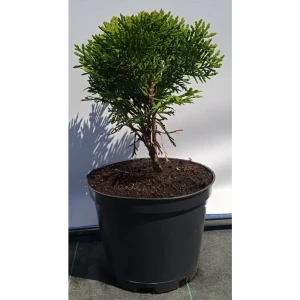 Туя западная Даника ø19 см h40-60 см 85088203 STLM-2131147
