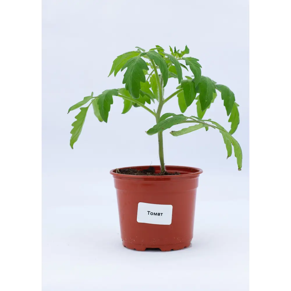 Томат ø12 h15 см Santreyd STLM-2078166