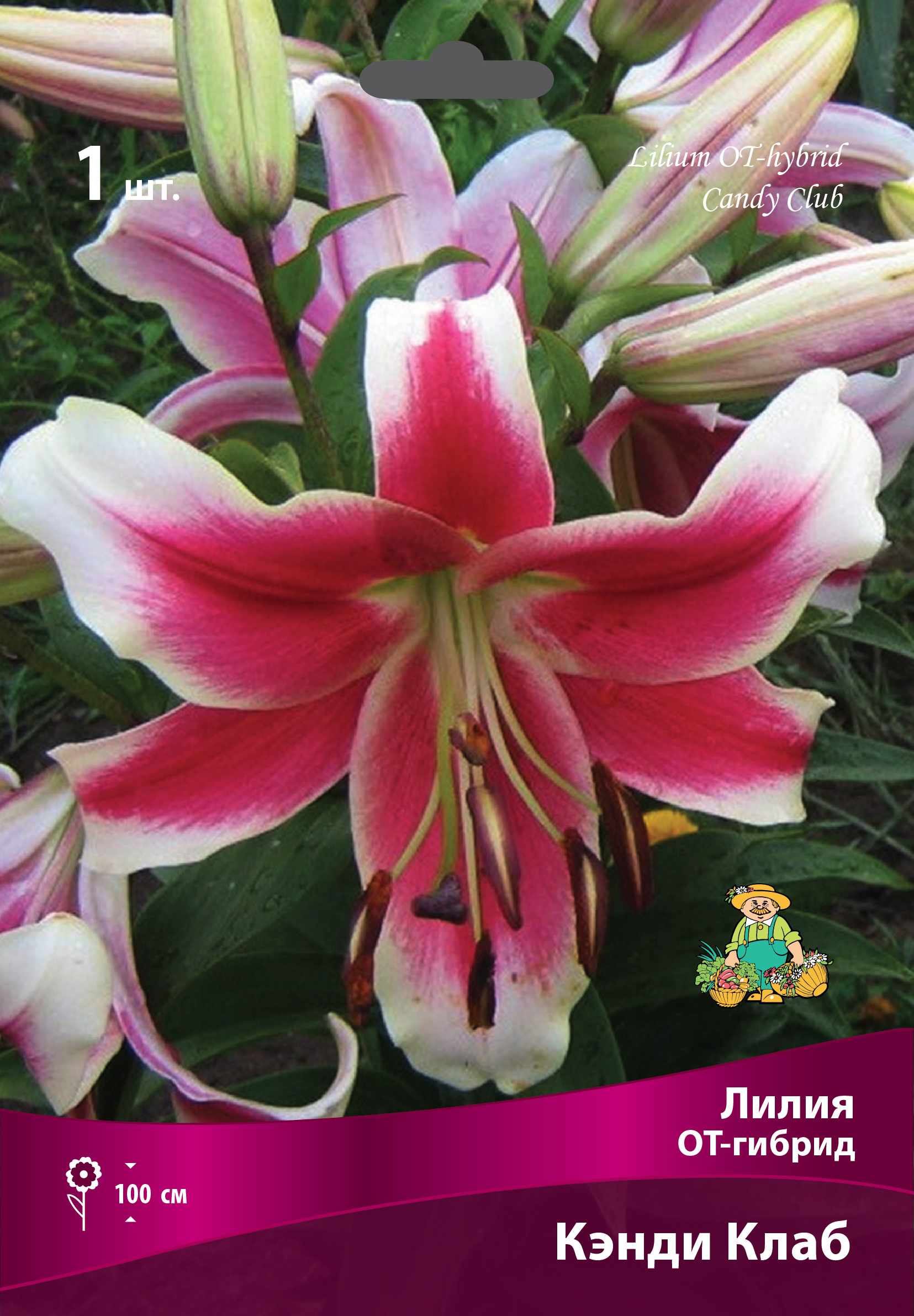 Лилия ОТ-гибрид Кэнди Клаб Santreyd - пурпурно-малиновая с белым краем 83597439