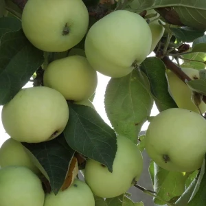 Яблоня Папировка - саженец плодового дерева 89365303
