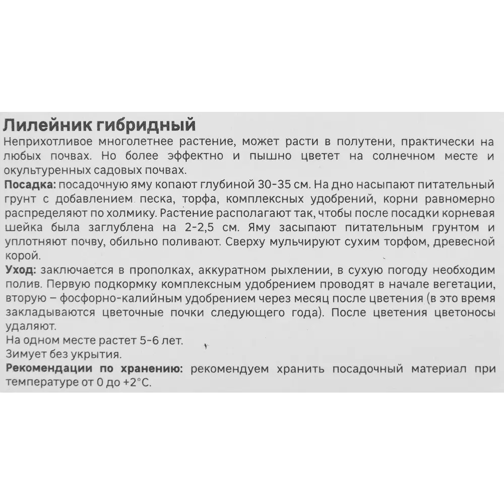 Лилейник Geolia гибридный Найт Эмберс 86408706 STLM-2204346  - Вид №3
