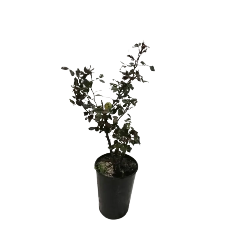Рассада парковая микс С2 h40-60 см 83022190 STLM-2150593 Santreyd 