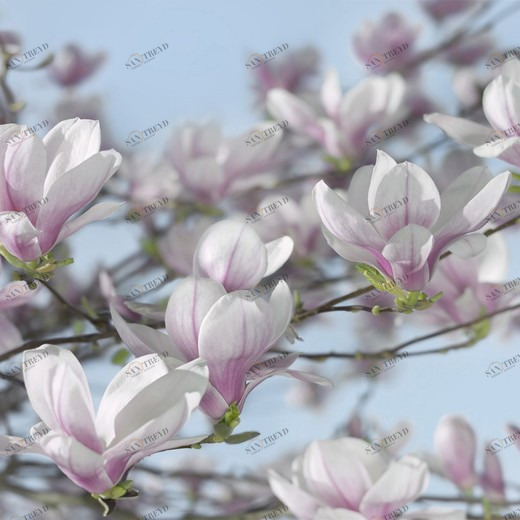 8-738-Magnolia Фотообои Komar Imagine Edition 2 254х368 м 8738MAGNOLIA