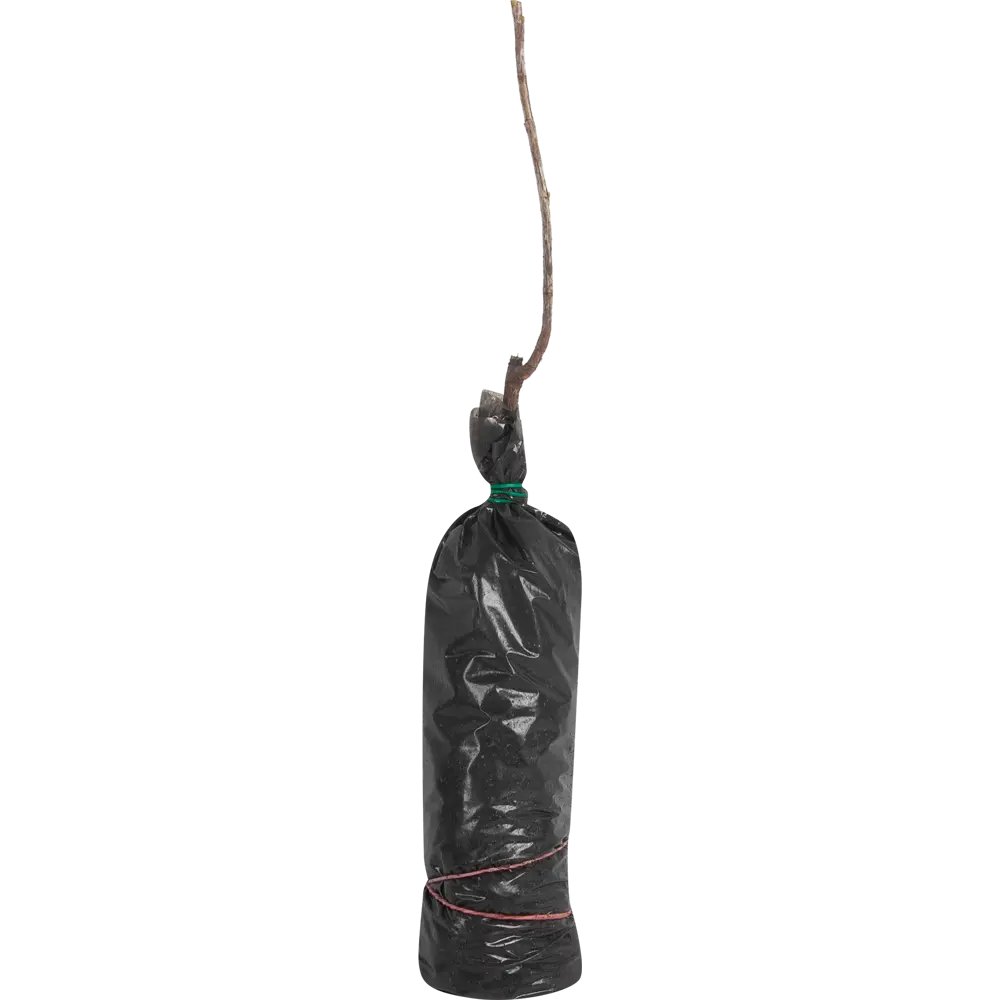 Смородина чёрная Русалка в тубе 82539575 STLM-2068120 BOTANIC COLLECTION  - Вид №1