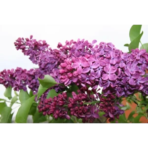 Сирень Гиацитовая Дружба ø19 см h40-60 см 85087636 STLM-2005169