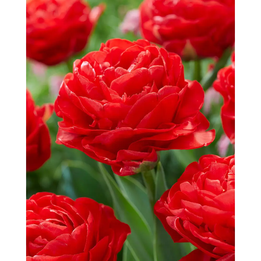 Луковицы тюльпана махрового раннего Памплона 11/12 89432961 Santreyd STLM-1580738