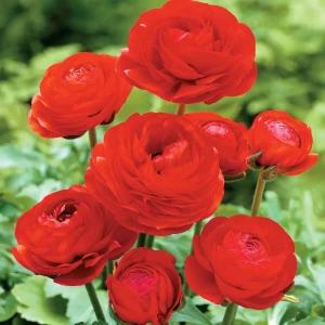 Ранункулюс Red 5/6 (10) Geolia 15550718 STLM-2163127