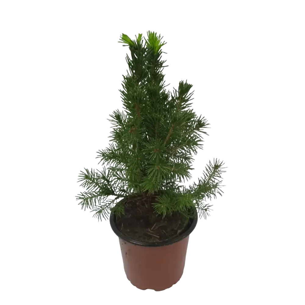 Ель Коника ø10 h20 см Santreyd STLM-2005522