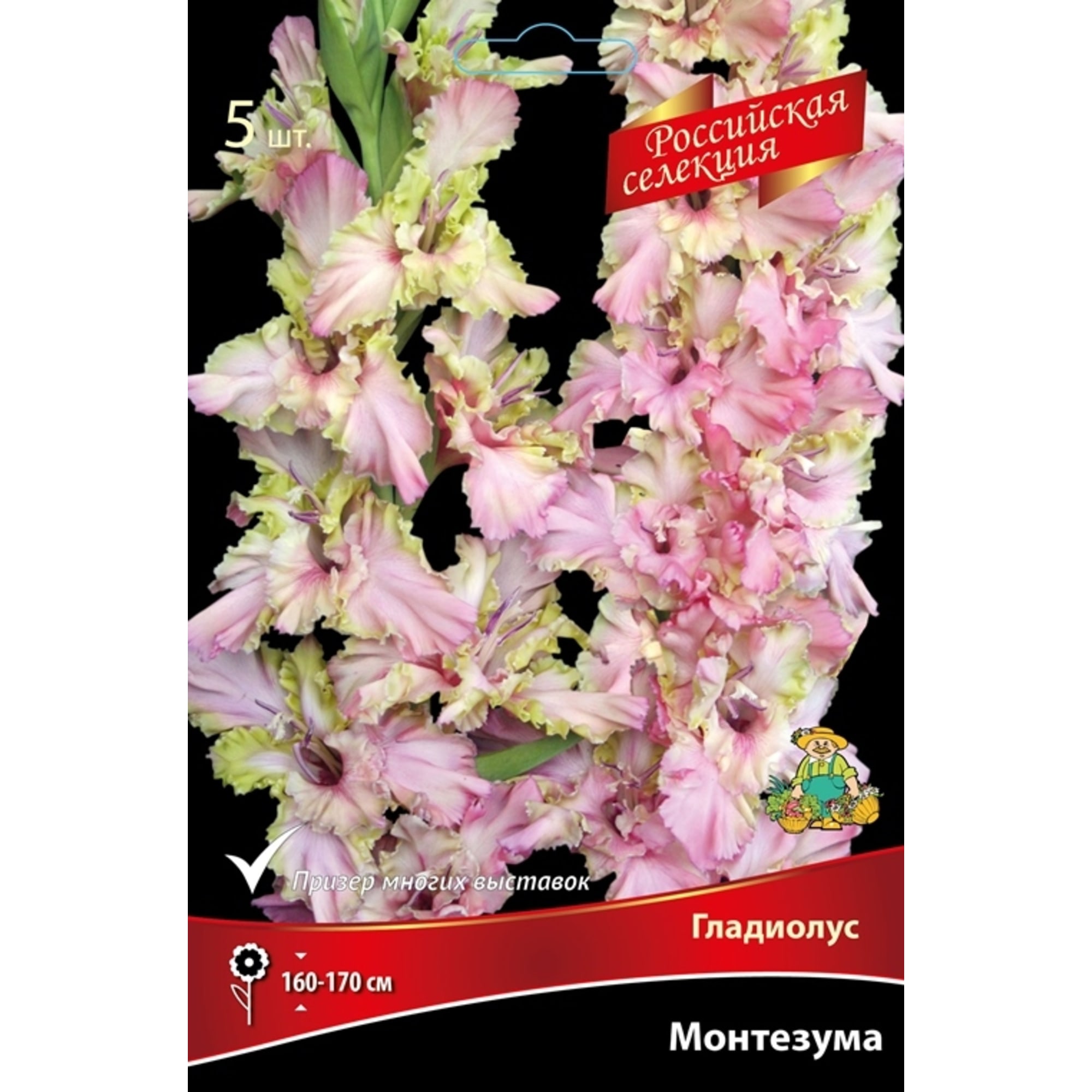 83596855 Гладиолус Монтезума луковица 12 Santreyd 