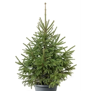 Ель обыкновенная сибирская Santreyd ø30 h80 см 89400967