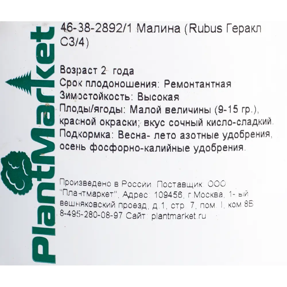 Малина ремонтантная «Геракл», С3-С4 18469755 STLM-2178057 Santreyd  - Вид №1