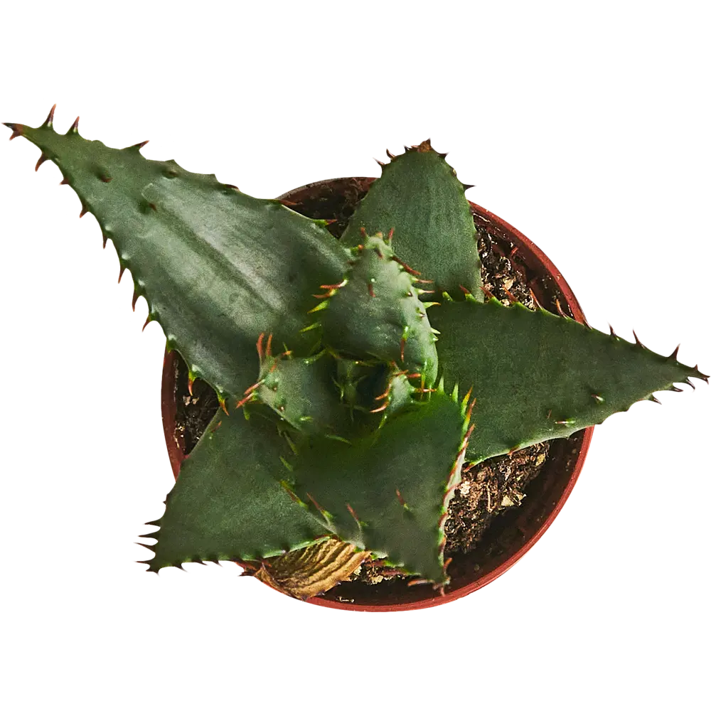 Santreyd Алоэ микс - комнатное растение с гелевыми листьями 87959893 STLM-0076403 - Вид №2