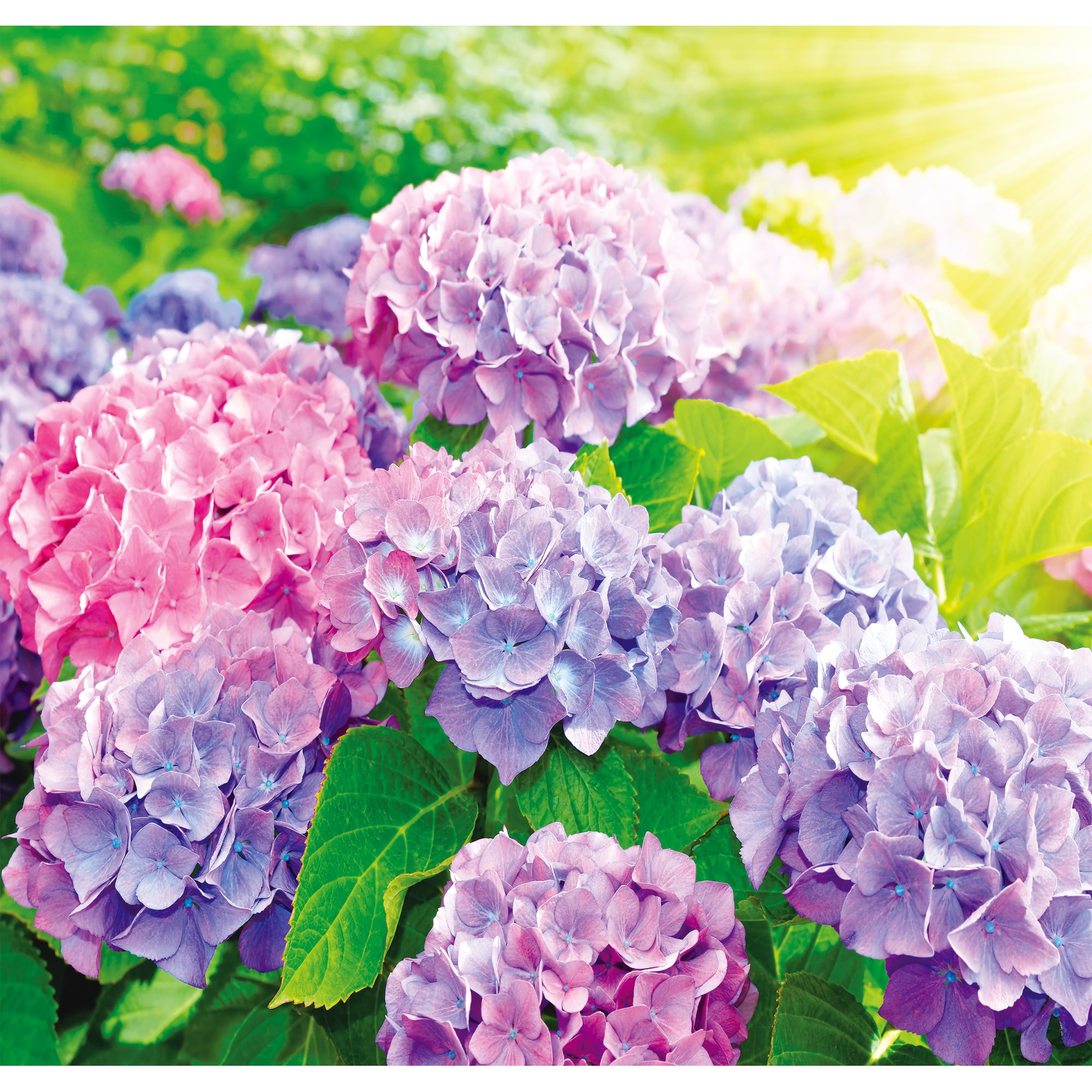 81956612 Фотообои «» 210х200 см Гортензии Santreyd 