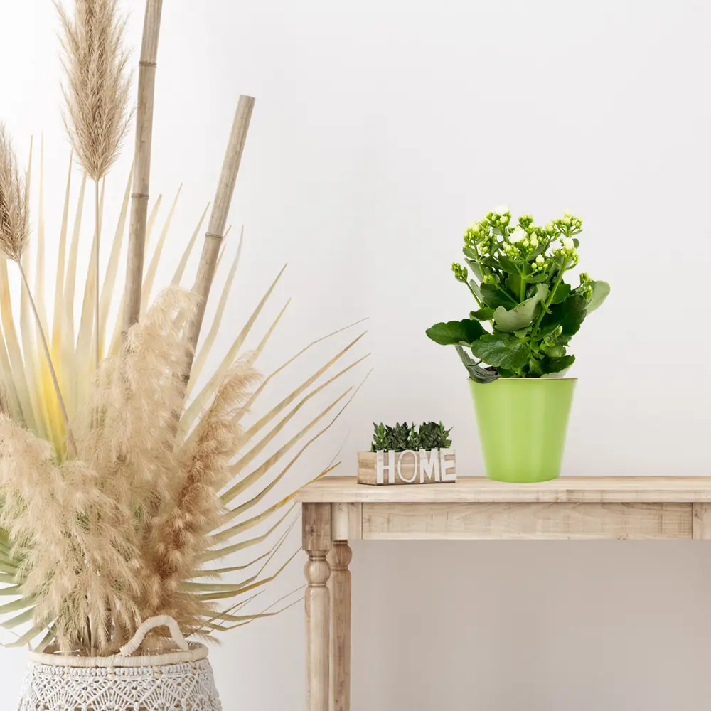 Santreyd Каландива - цветущий суккулент с розовидными соцветиями 17699111 STLM-0008494 - Вид №3