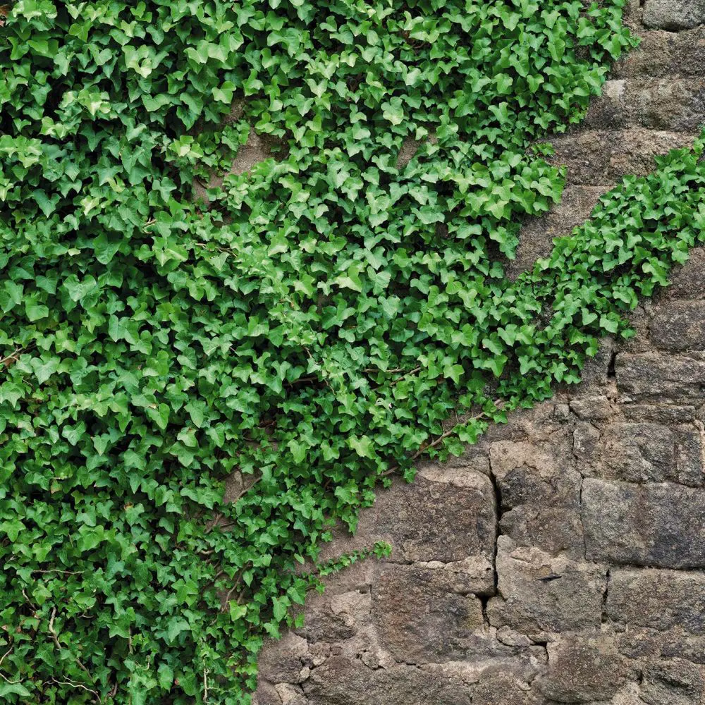 Фотопанно бумажное «Ivy» 184х254 см Komar STLM-2091596