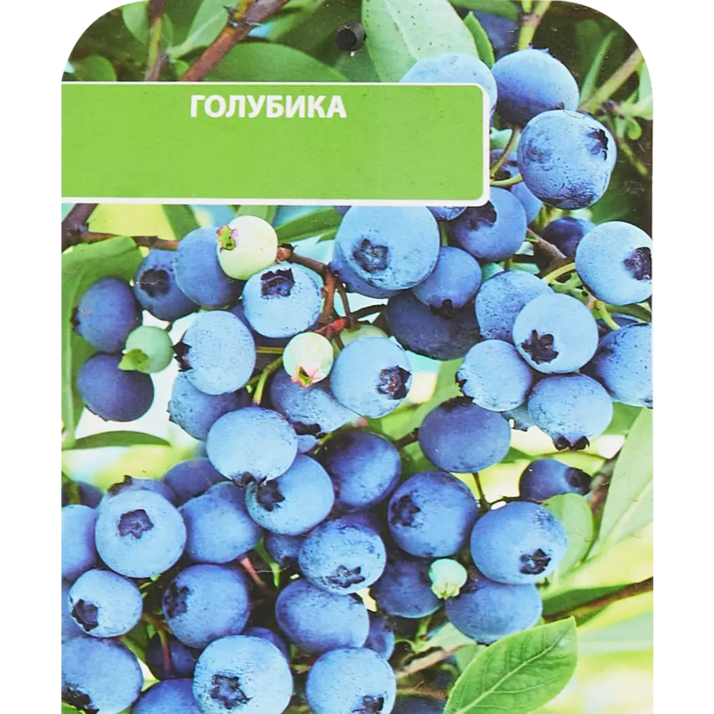 Голубика высокорослая Элизабет ø17 h30 см 85325565 STLM-2177083 Santreyd 