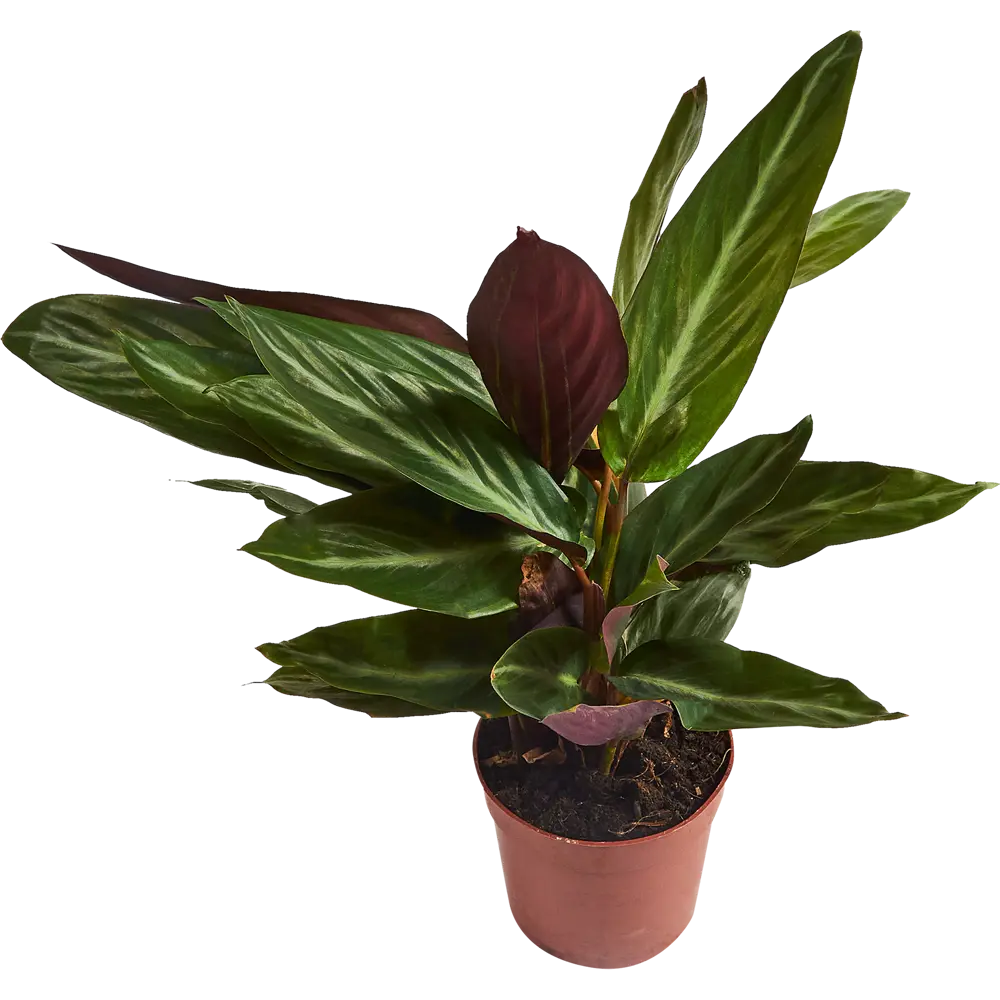 Santreyd Калатея микс — декоративное растение с контрастными листьями 85062752 STLM-0058089 - Вид №1