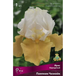 Ирис бородатый Пампкин Чизкейк - корневище многолетнего растения 89433491
