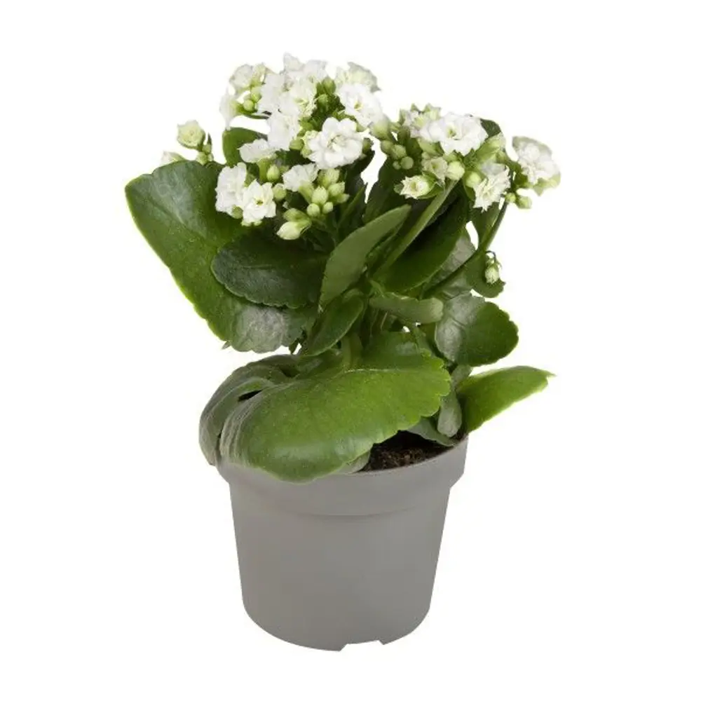 Santreyd Каланхоэ Гуди микс - цветущий суккулент для дома 89352855 STLM-0956415 - Вид №1