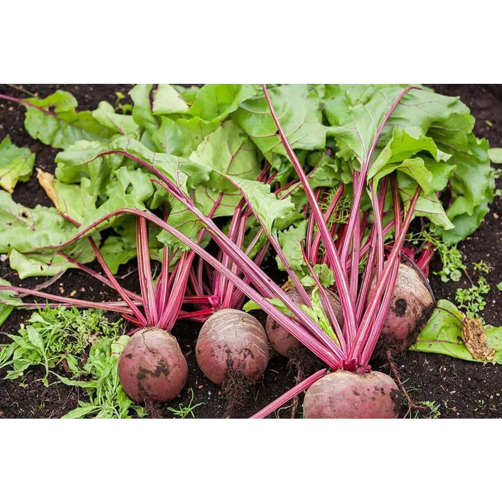 Свекла в кассете, 6 шт Santreyd STLM-2106525 - Вид №1