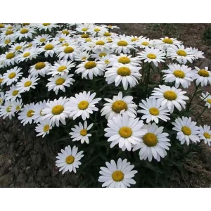 Нивяник наибольший Аляска h20 см 84873003 STLM-2126680