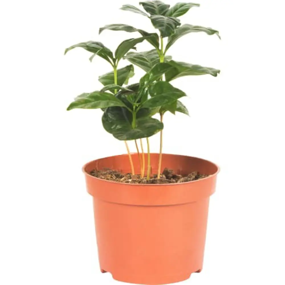 Кофе Арабика 12x30 см Santreyd STLM-2092883