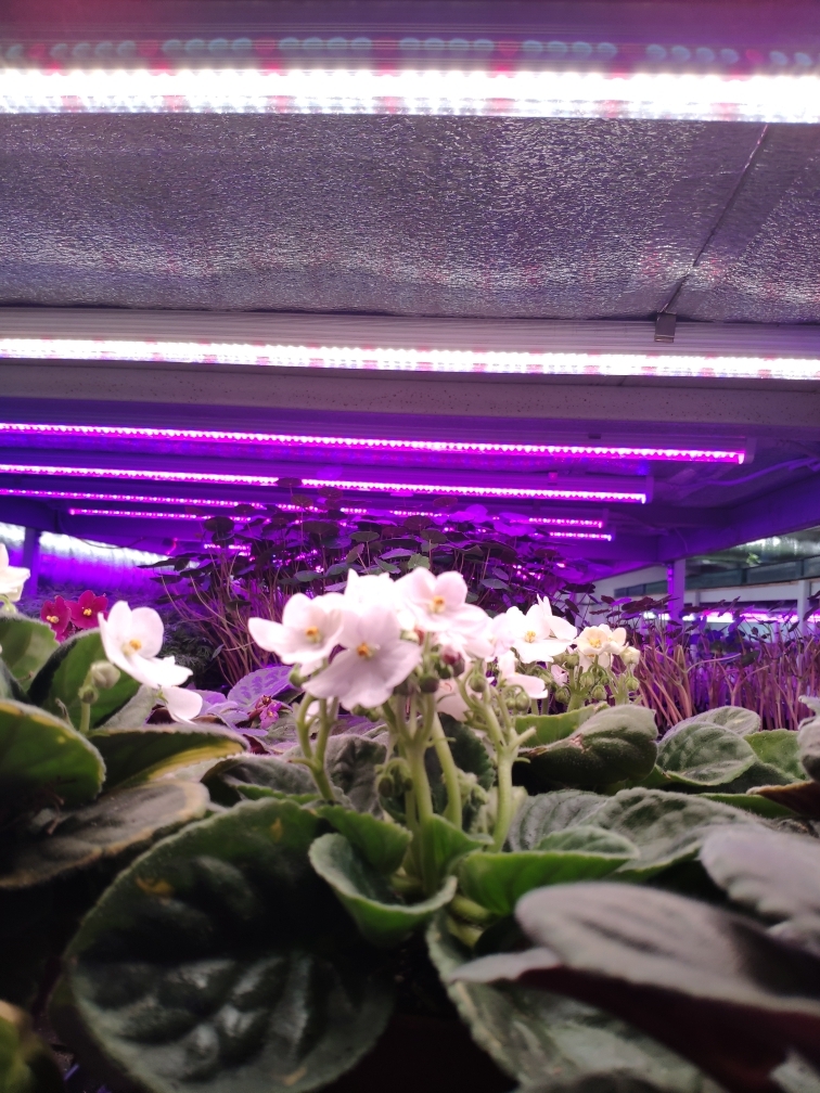 1033 Фитолампа для растений линейная VA-3 60 см Фулл комфорт 4000+660 LAB.Space  - Вид №10