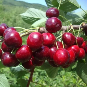 Саженец черешни Гронковая - морозостойкий сорт с сочными плодами 89432286