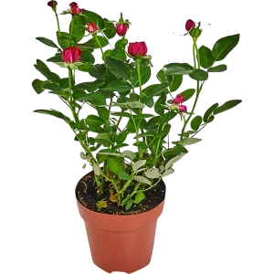 Роза патио микс d13 h35 82579540 STLM-2149995