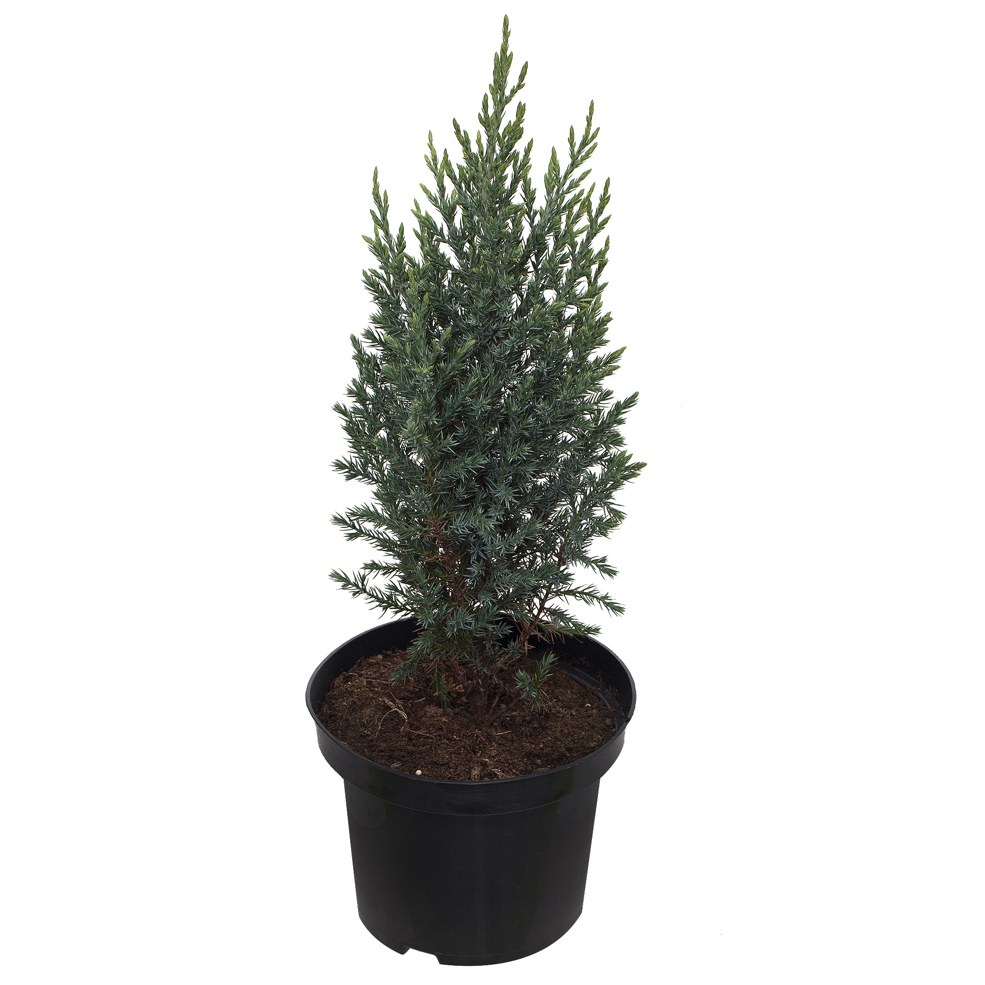 18382967 Можжевельник китайский «Стрикта», 17х30-40 см Santreyd 