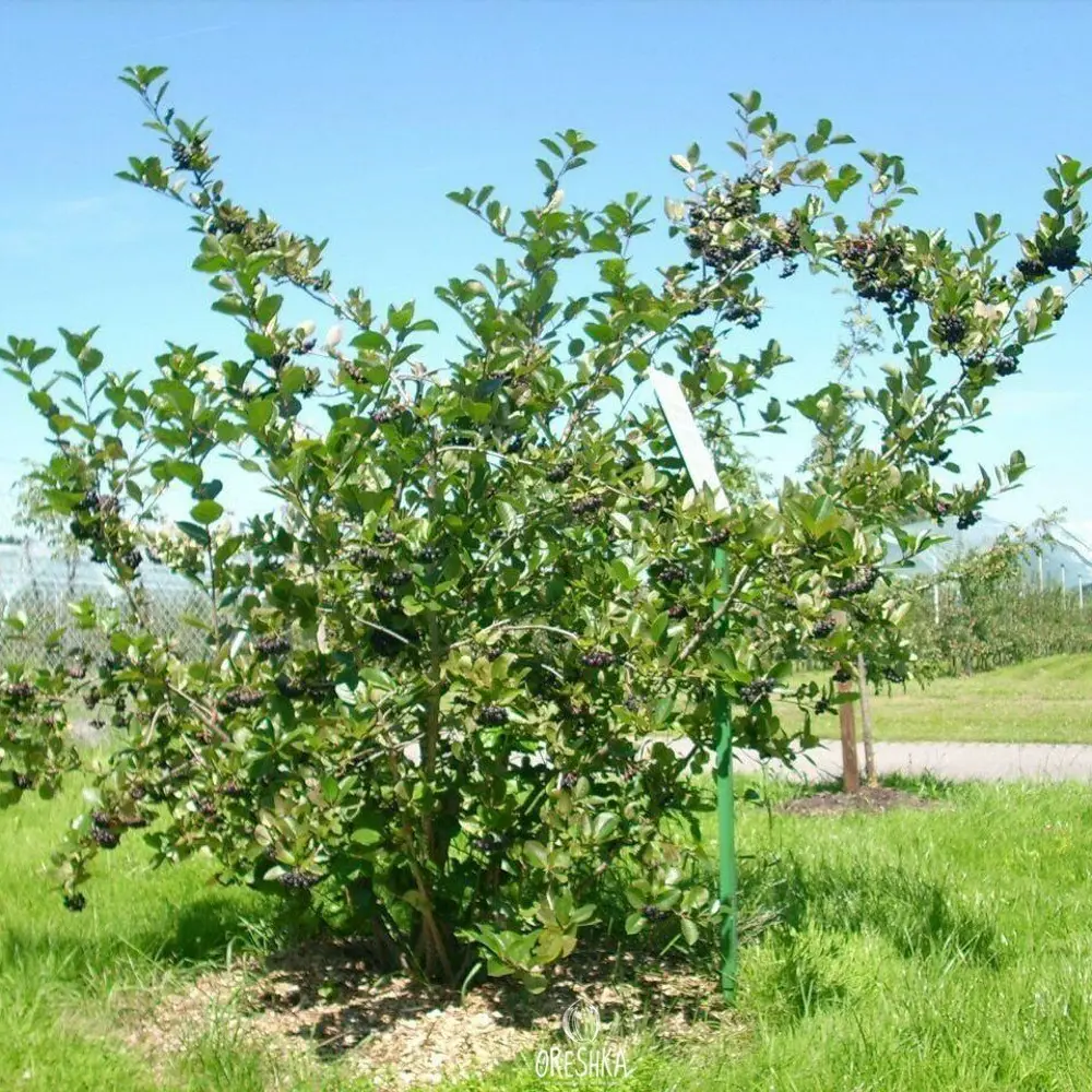 Саженец рябины Арония черноокая h40 см 89421392 PLANTMARKET STLM-1578644