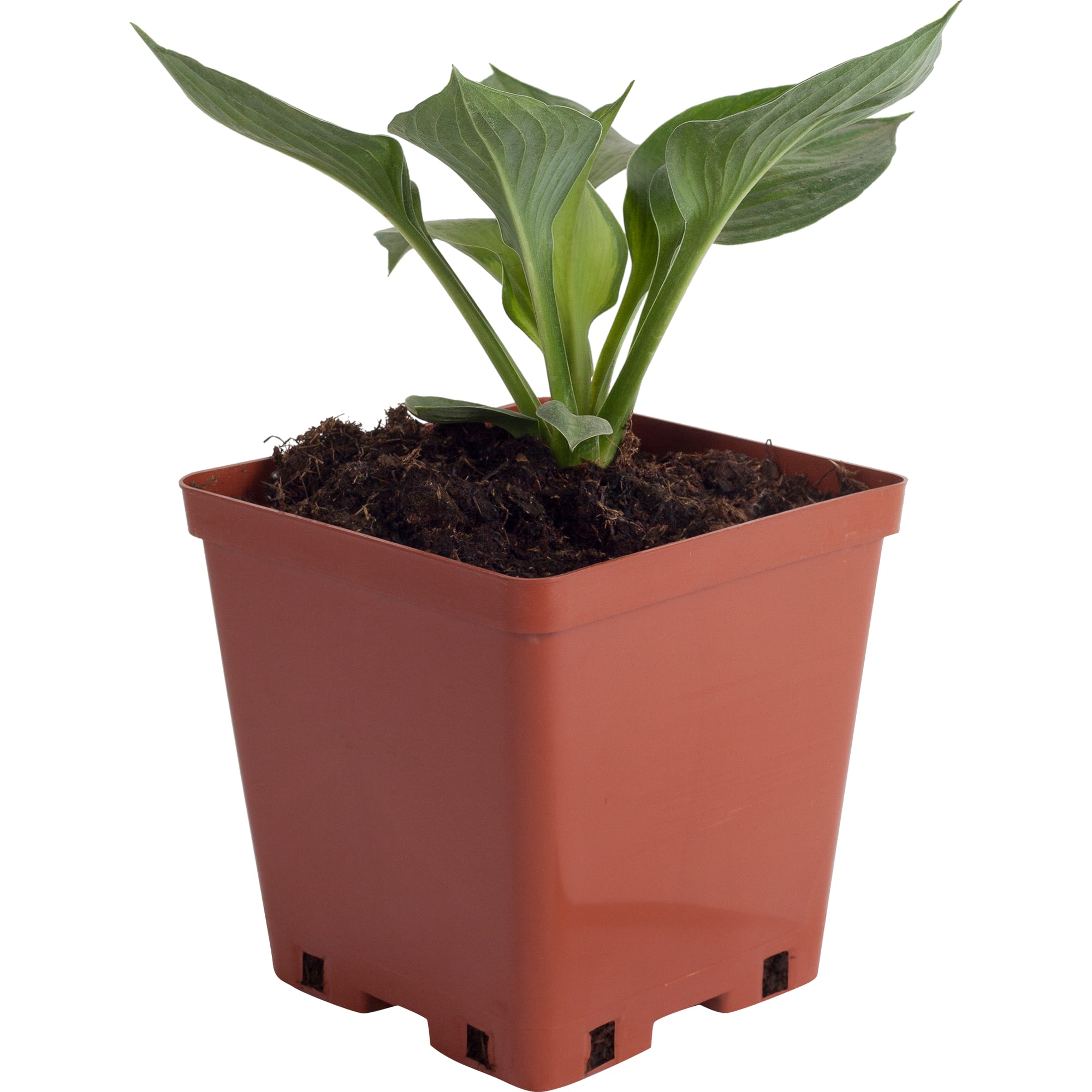 81954861 Хоста гибридная С2 «Франс» h15 Santreyd 