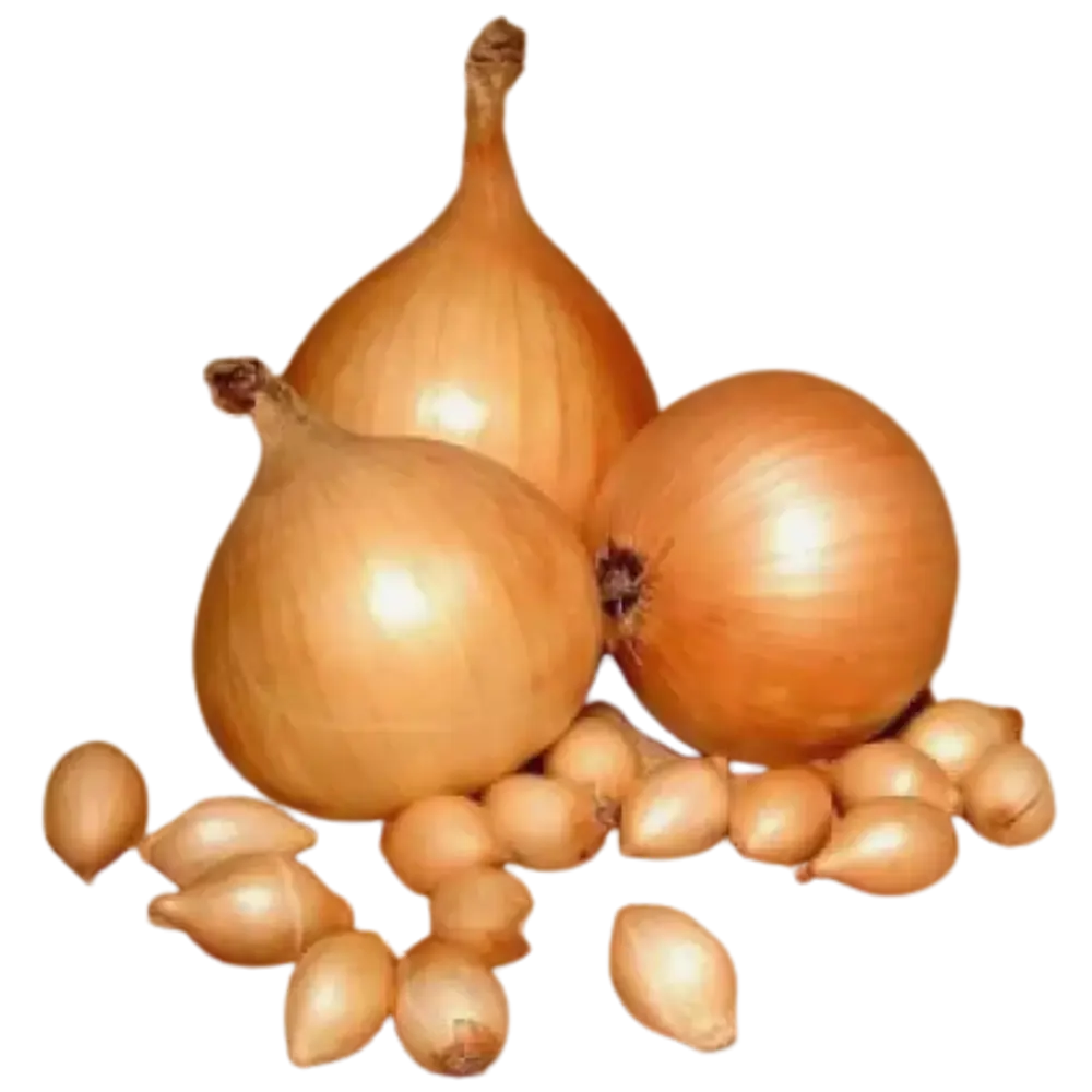 Лук-севок Стурон 10/21 0.5кг Santreyd STLM-2174755