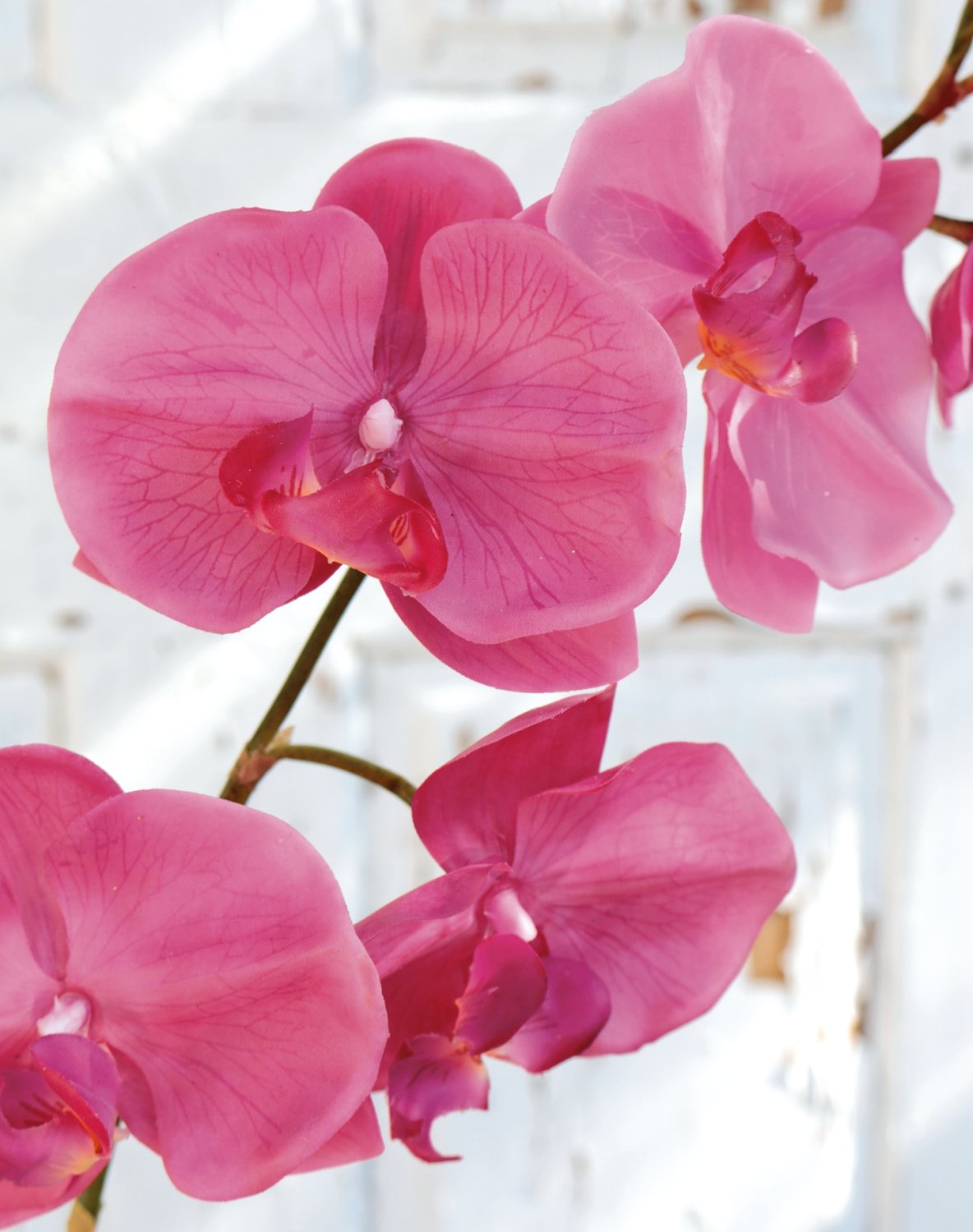 2526 420 a2 Искусственная орхидея Phalaenopsis, 73 см, real touch, вишня H-andreas  - Вид №2