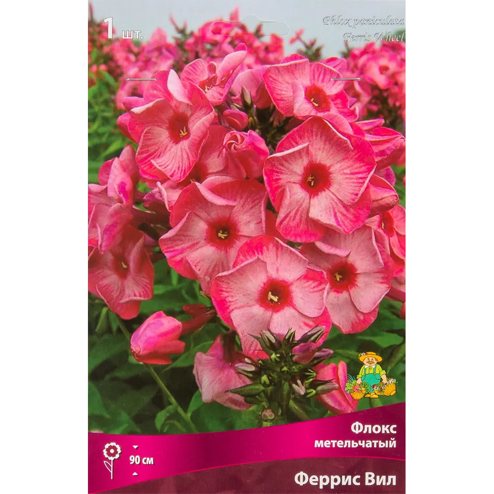 Флокс метельчатый Феррис вил луковица I 88294976 STLM-2063484 Santreyd 