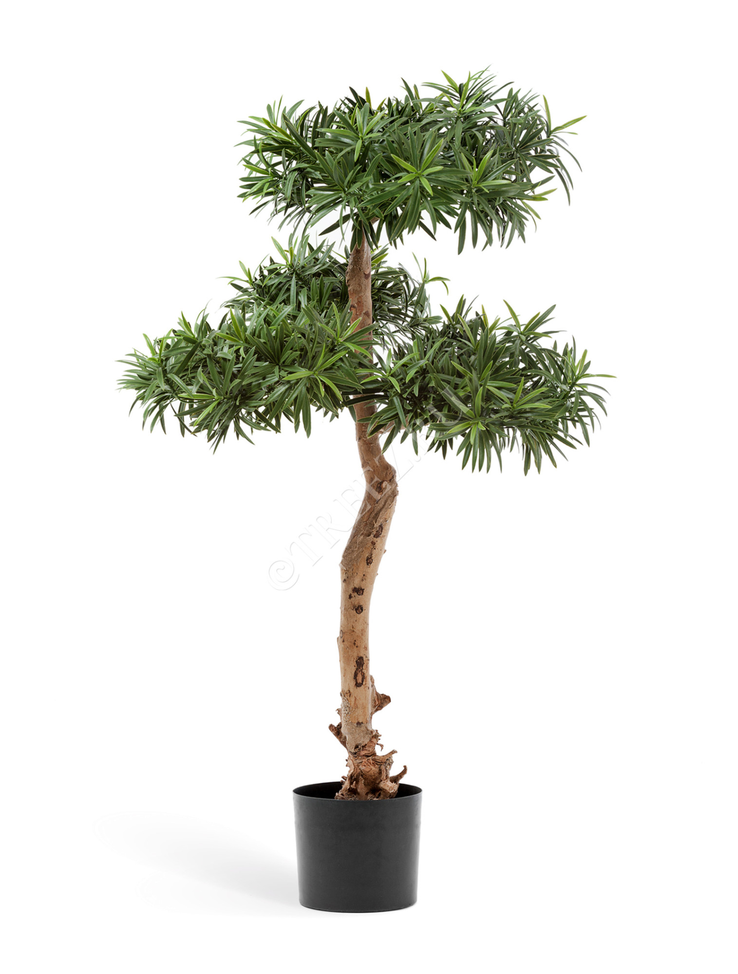 10.23404N Подокарпус Элит Цветочная коллекция 