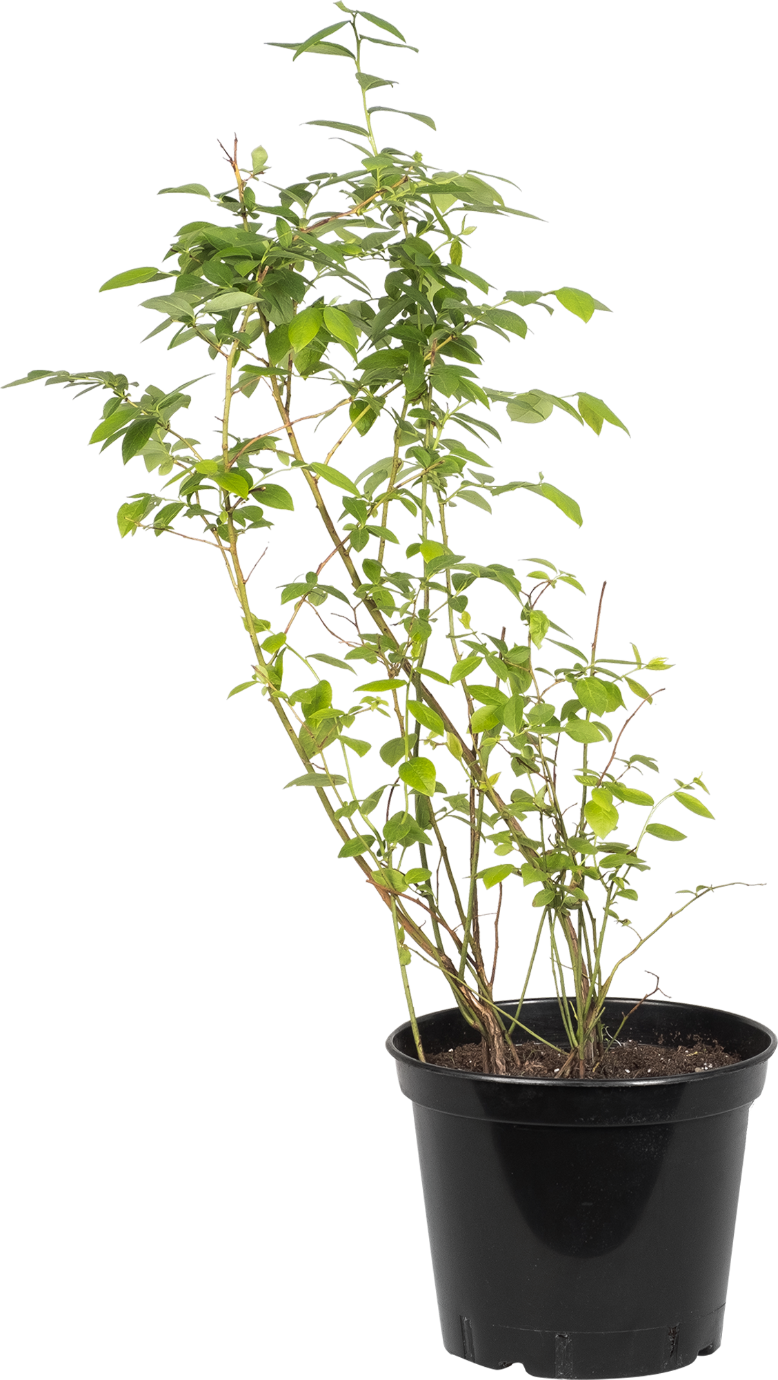 Голубика высокорослая Santreyd - рассада для богатого урожая 82219574